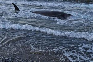 Βιάννος: Νεκρή φάλαινα στον Κερατόκαμπο (Βίντεο)