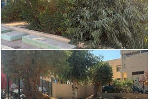 Συνεχίζονται τα έργα συντήρησης και καλλωπισμού του πρασίνου στα σχολεία του Δήμου Ηρακλείου