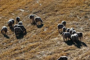 Τσιάρας: Αναστολή φορολογικών – ασφαλιστικών υποχρεώσεων για όσους θανάτωσαν λόγω ευλογιάς τα κοπάδια τους