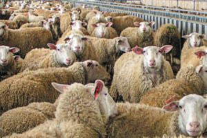 Συναγερμός στη Δράμα για το πρώτο κρούσμα ευλογιάς των προβάτων – Θανατώνονται 300 ζώα