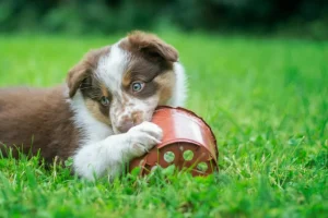 Το ΣτΕ επικύρωσε φυλάκιση 5 μηνών και πρόστιμο €270.000 σε συνταξιούχο που σκότωσε με τσάπα 8 κουτάβια