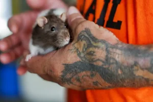 Το Παρίσι βρήκε τον «Ρατατούη» του: Αντιδήμαρχος υπερασπίζεται τους αρουραίους της γαλλικής πρωτεύουσας