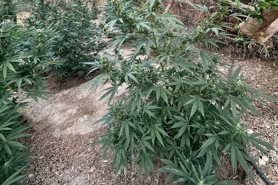 Νέα χασισοφυτεία εντόπισαν οι αρχές στο Ρέθυμνο – Συνελήφθησαν δύο άτομα (ΦΩΤΟ)