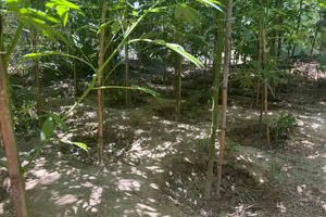 Συνελήφθη 49χρονος για καλλιέργεια δενδρυλλίων κάνναβης – Εντοπίστηκαν όπλα και χιλιάδες σφαίρες