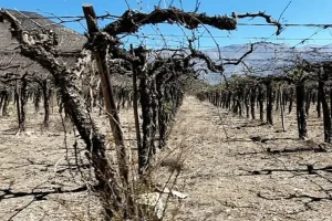 Κραυγή αγωνίας από τους αγρότες: Ξεραίνονται ακόμα και οι ελιές