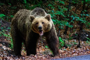 Φλώρινα: Εισβολή αρκούδας σε μαντρί – Νεκρά 15 πρόβατα