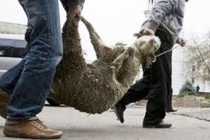 Ζωοκλοπές, ζωοκτονίες, εκβιασμοί, τραμπουκισμοί από εγκληματική ομάδα στην Κρήτη