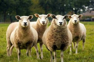 Ευλογιά των προβάτων: Κτηνοτρόφοι αγοράζουν παράνομα εμβόλια για να σώσουν τα κοπάδια τους