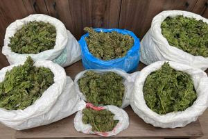 Τους έπιασαν με 14 κιλά κάνναβης – Τέσσερις συλλήψεις μεταξύ των οποίων και ένας ανήλικος