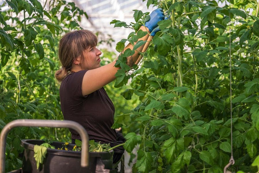 Κρήτη: Από τη λιομαζώχτρα στην αγρότισσα επιχειρηματία και από την παράδοση στην καινοτομία