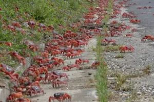 Αυστραλία: Εντυπωσιακό θέαμα με εκατομμύρια καβούρια που βγήκαν στο δρόμο (video)