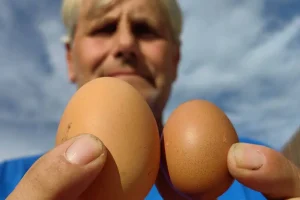 Αυγό γίγας σε κοτέτσι αγρότη στο Ναύπλιο