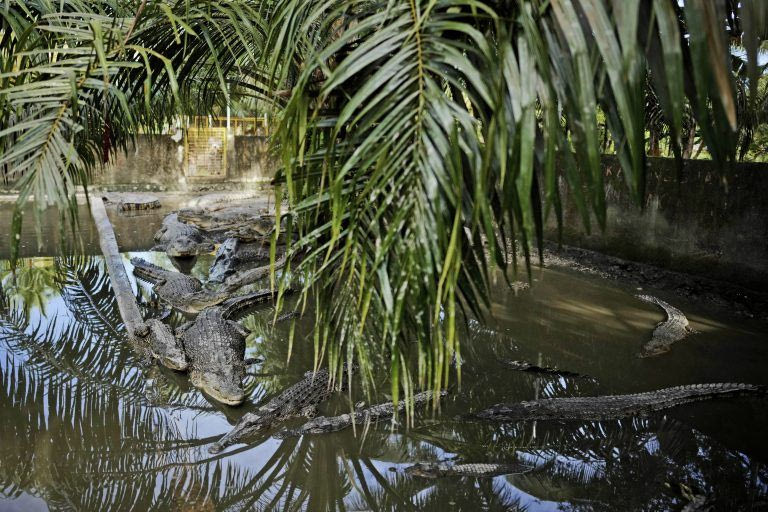 Αυστραλία: Κροκόδειλος έκανε «βουτιές» σε πισίνα ξενοδοχείου στο Κουίνσλαντ (vid)