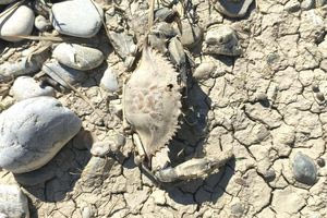 Χιλιάδες νεκρά ψάρια στη λίμνη Δερμάτου