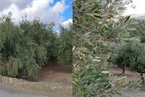 Η σκληρή πραγματικότητα της λειψυδρίας στην Κρήτη σε δύο λιόφυτα (φωτογραφίες)