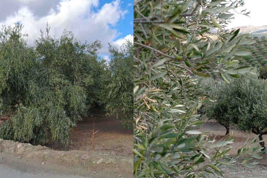 Η σκληρή πραγματικότητα της λειψυδρίας στην Κρήτη σε δύο λιόφυτα (φωτογραφίες)