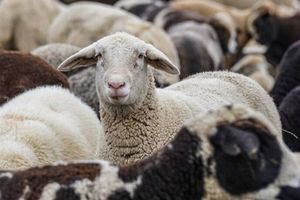 Ευλογιά αιγοπροβάτων: «Επικίνδυνα για τη διατροφική ασφάλεια τα παράνομα εμβόλια»