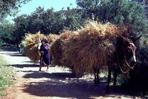 Αγρότισσα στην Κρήτη με γαϊδουράκια