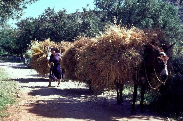 Αγρότισσα στην Κρήτη με γαϊδουράκια