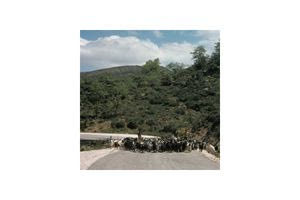 Κρητικοί βοσκοί οδηγούν τα πρόβατά τους στον κάμπο, το 1974