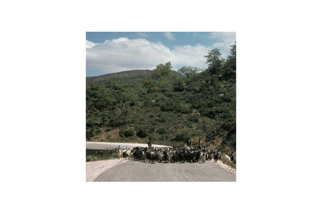 Κρητικοί βοσκοί οδηγούν τα πρόβατά τους στον κάμπο, το 1974