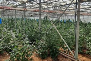 Η ώρα της απολογίας για 41χρονο για την μεγάλη φυτεία στη Μεσαρά