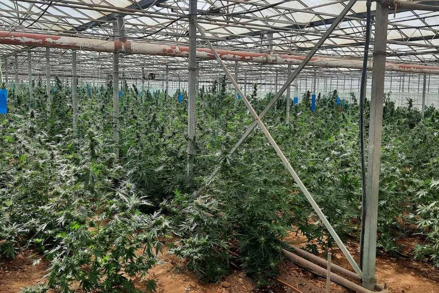 Η ώρα της απολογίας για 41χρονο για την μεγάλη φυτεία στη Μεσαρά