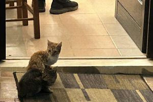 Τις εντυπώσεις στα Θυρανοίξια εκκλησίας στο Ηράκλειο έκλεψαν… δύο γατάκια!