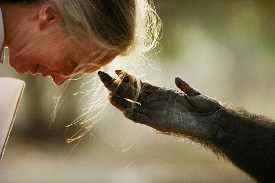 Το National Geographic αποχαιρετά την Τζέιν Γκούντολ με πέντε εμβληματικές εικόνες