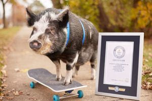 Ένα «cool» γουρούνι κάνει σκέιτμπορντ και μπήκε στο βιβλίο των ρεκόρ Γκίνες