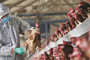Γρίπη των πτηνών: Πόσο πιθανό είναι να μεταδοθεί στον άνθρωπο