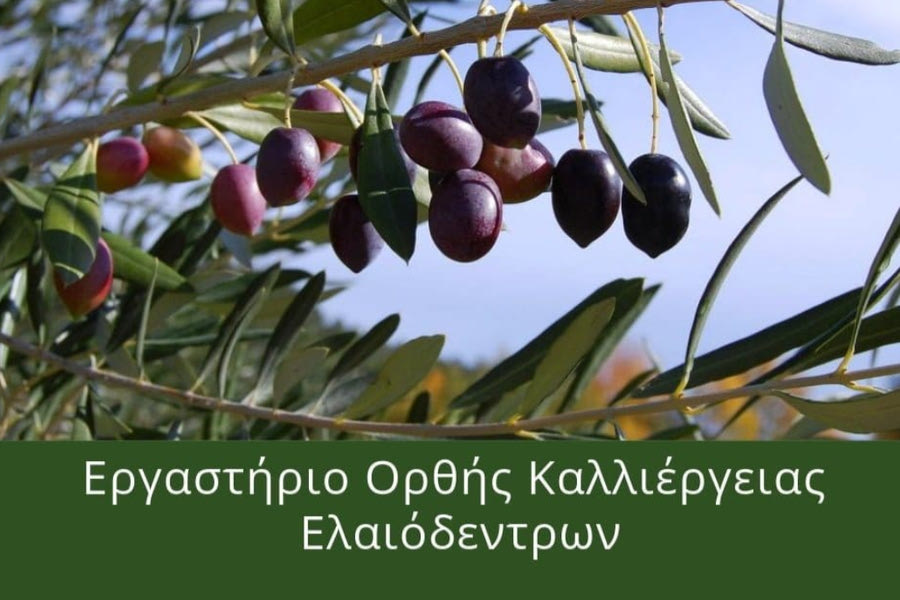 Εργαστήριο ορθής καλλιέργειας ελαιόδεντρων από το Επιμελητήριο Ηρακλείου