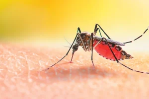 Κουνούπια εντοπίστηκαν για πρώτη φορά στην Ισλανδία!