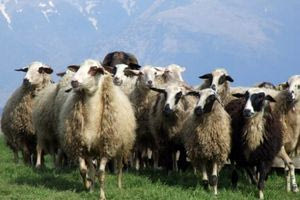 Κτηνοτροφία: «Πρέπει να καταλάβουν κάποιοι ότι αυτά που ξέρανε τελείωσαν», δήλωσε ο Ν. Κακκαβάς από το Ηράκλειο