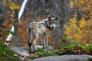 Εντοπίστηκε το πρώτο υβρίδιο λύκου – σκύλου στην Ελλάδα