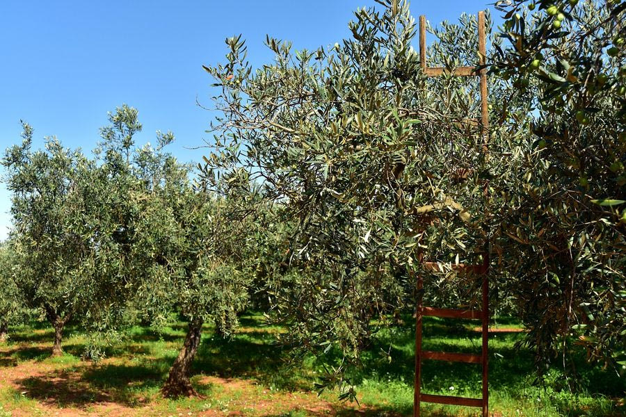 Δύσκολη εξίσωση για το λιομάζωμα