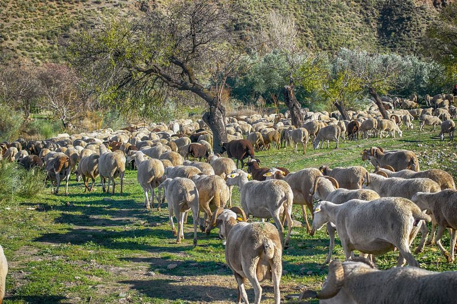Πρόστιμα «φωτιά» σε κτηνοτρόφους για ζημιές σε αγροτικές εκτάσεις