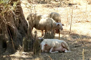 Αφού είδε τη μάντρα του να … «λεηλατείται» πολλές φορές, αποφάσισε να βάλει κάμερα και το αποτέλεσμα τον δικαίωσε