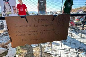 Τα κουταβάκια που κλέβουν την παράσταση στον Ημιμαραθώνιο Κρήτης