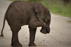 «Όχι» στο Halloween, ναι στη λιχουδιά: Ελεφαντάκι έπαιζε ποδόσφαιρο με κολοκύθα, αλλά η μαμά… την έφαγε – Βίντεο