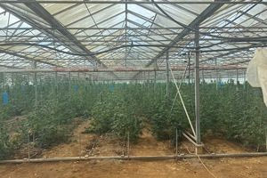 Εντοπίστηκαν πάνω από 1.100 δενδρύλλια κάνναβης σε θερμοκήπιο στη Μεσσαρά