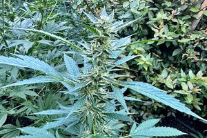 Εντοπίστηκε ορφανή φυτεία στο Ρέθυμνο