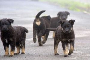 Η Κωνσταντινούπολη απαγορεύει το τάισμα των αδέσποτων σκύλων