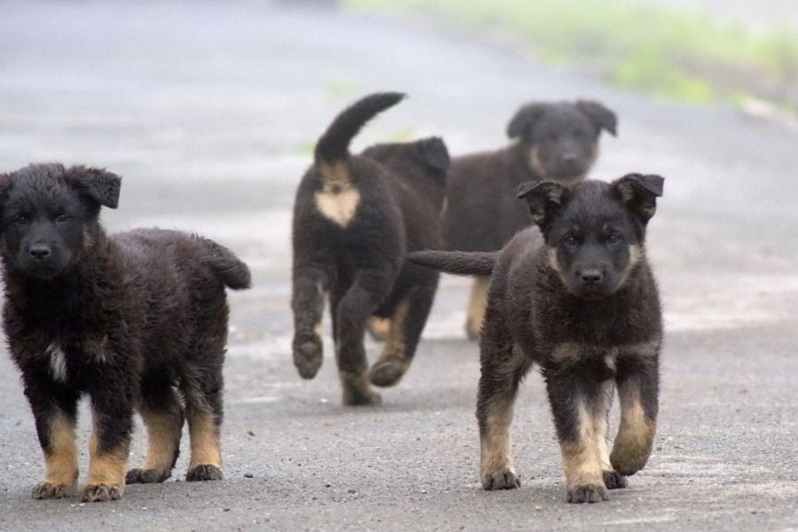 Η Κωνσταντινούπολη απαγορεύει το τάισμα των αδέσποτων σκύλων
