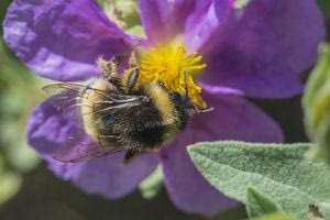 Τραγωδία στο Δομοκό: 50χρονος πέθανε μετά από τσίμπημα μέλισσας