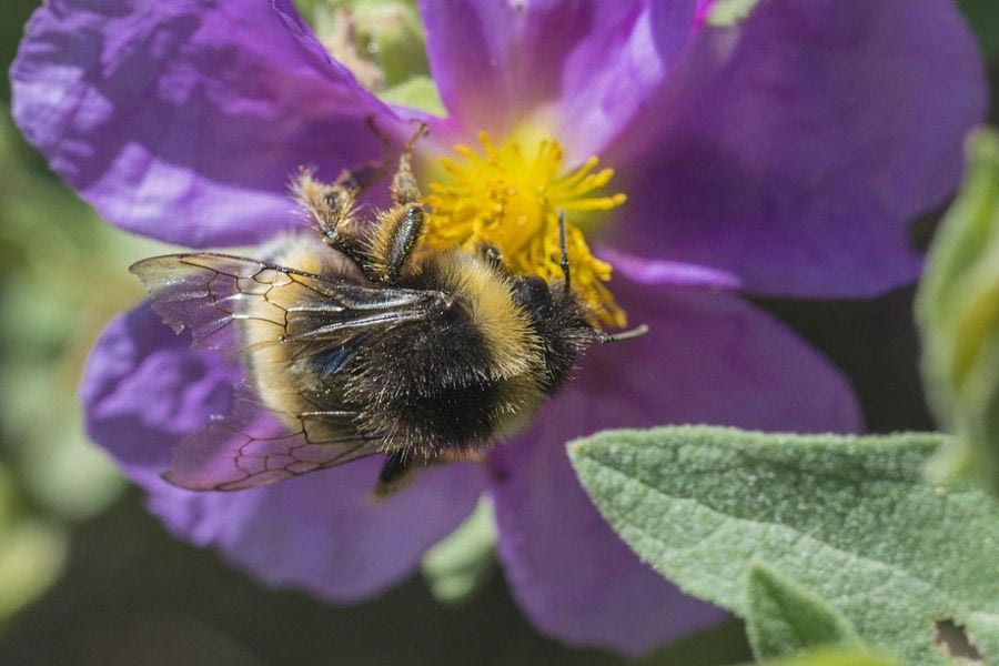 Τραγωδία στο Δομοκό: 50χρονος πέθανε μετά από τσίμπημα μέλισσας