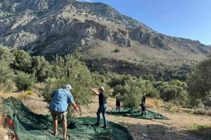 Από τη Γερμανία στα κρητικά λιόφυτα