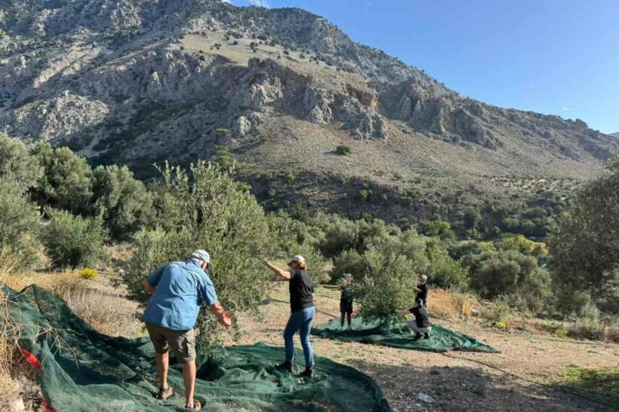 Από τη Γερμανία στα κρητικά λιόφυτα