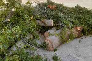 Νέα Αλικαρνασσός: Στα κάγκελα οι κάτοικοι για την κοπή των δέντρων