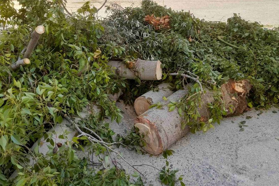 Νέα Αλικαρνασσός: Στα κάγκελα οι κάτοικοι για την κοπή των δέντρων